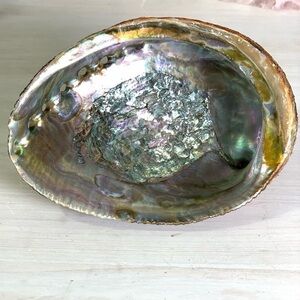 Abalone Shell All Natural Organic Beauty
